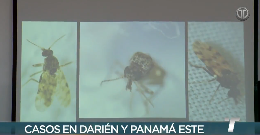 MINSA confirma aumento de casos de Virus Oropouche en Panamá