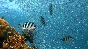 Los pescadores que salvaron un sistema arrecifal en México