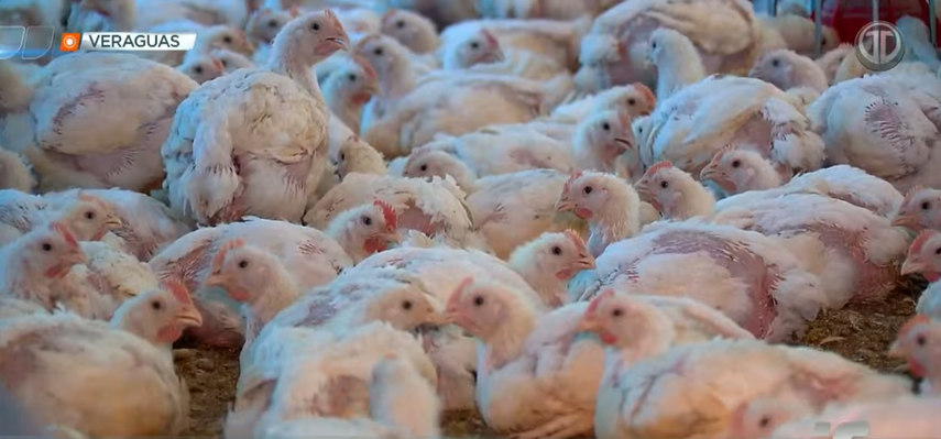 Alerta zoosanitaria en Veraguas por enfermedad avícola que llevó al sacrificio de gallinas.