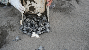 MiAmbiente presentó oficialmente el Plan de Trabajo para la Conservación de las Tortugas. MiAmbiente presentó oficialmente el Plan de Trabajo para la Conservación de las Tortugas.