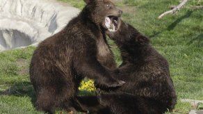 Oseznos huérfanos de Alaska debutan en zoológico de Detroit