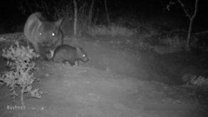 Nace en Australia un rarísimo wombat de hocico peludo del norte