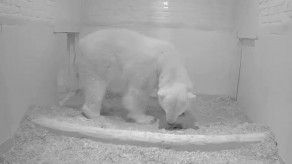 El nacimiento de un oso polar en un zoo alemán