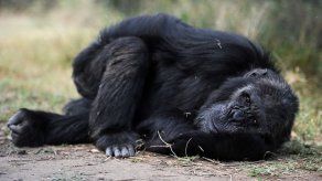Los grandes primates pueden leer la mente