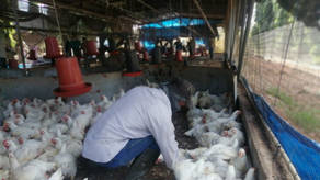 Gobierno culmina proyecto avícola con la entrega de 5 mil pollos