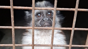 Ejemplar de mono tití.