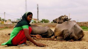 La India se esfuerza en desterrar combustibles sotenibles