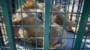 Mudan leones del zoológico de Gaza tras daños