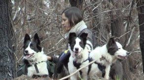 Perros ayudan a reforestar bosques incendiados en Chile