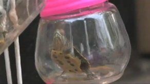 Venta de llaveros con animales vivos dentro está en pleno auge en China
