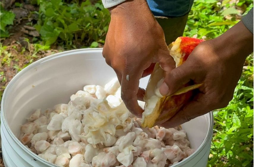 Cacao Cerro La Vieja actualmente se vende en granos, o en barras de chocolate, elaboradas por la empresa panameña Proyecto Cacao. Cacao Cerro La Vieja actualmente se vende en granos, o en barras de chocolate, elaboradas por la empresa panameña Proyecto Cacao.