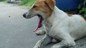 ¿Por qué bostezan los perros?