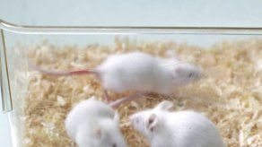 Científicos descubren la forma de rejuvenecer ratones