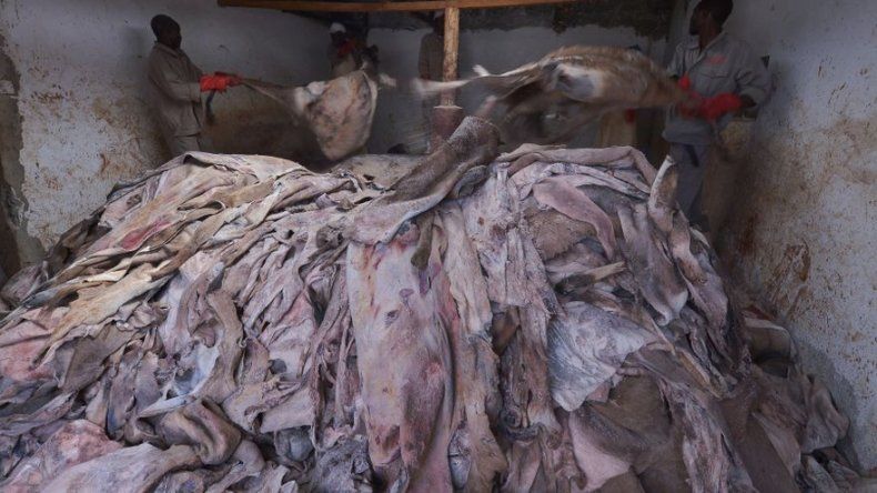 El tráfico de piel de burro para China diezma a estos animales en Äfrica