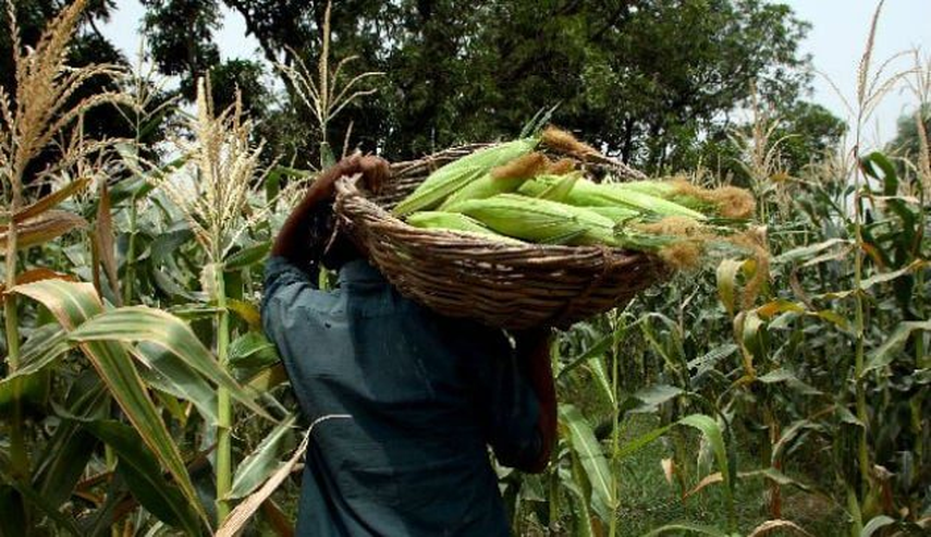 MIDA. Productores de maíz
