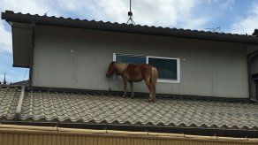 Yegua miniatura que se salvó de las aguas subiéndose a un tejado conmueve a Japón