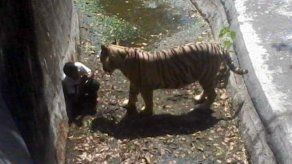Joven muere al entrar en jaula de un tigre en zoológico de Nueva Delhi
