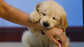 Este es el significado de que tu mascota te muerda suave