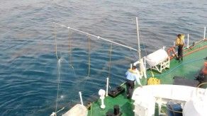 Derrame petrolero amenaza tortugas golfinas en India