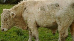 Salvan a toro homosexual del matadero