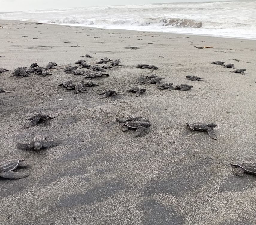 Guardaparques de MiAmbiente