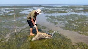 Un científico ucraniano cuenta los delfines muertos por la guerra