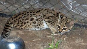 Hallan a un tigrillo en un colegio en ciudad del oriente de Bolivia
