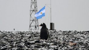 Mayor colonia de pingüinos de Magallanes