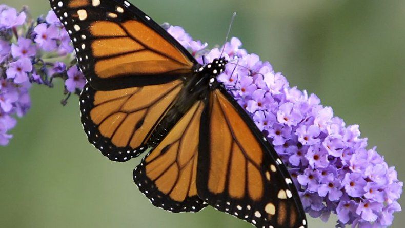 Mariposas monarca evolucionaron en Norteamérica