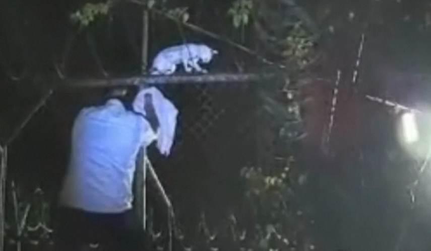 Atrapan a gato usado para ingresar droga a una cárcel de Costa Rica.