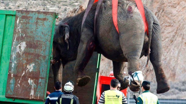 España: muere un elefante en accidente de camión de circo