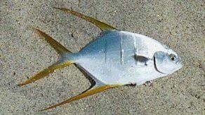 Adultos y niños heridos por otro ataque de peces carnívoros en Argentina