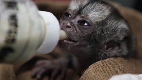 Recuperan mono en vía de extinción