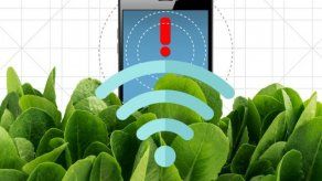 Las espinacas pueden detectar explosivos con la ayuda de la nanotecnología
