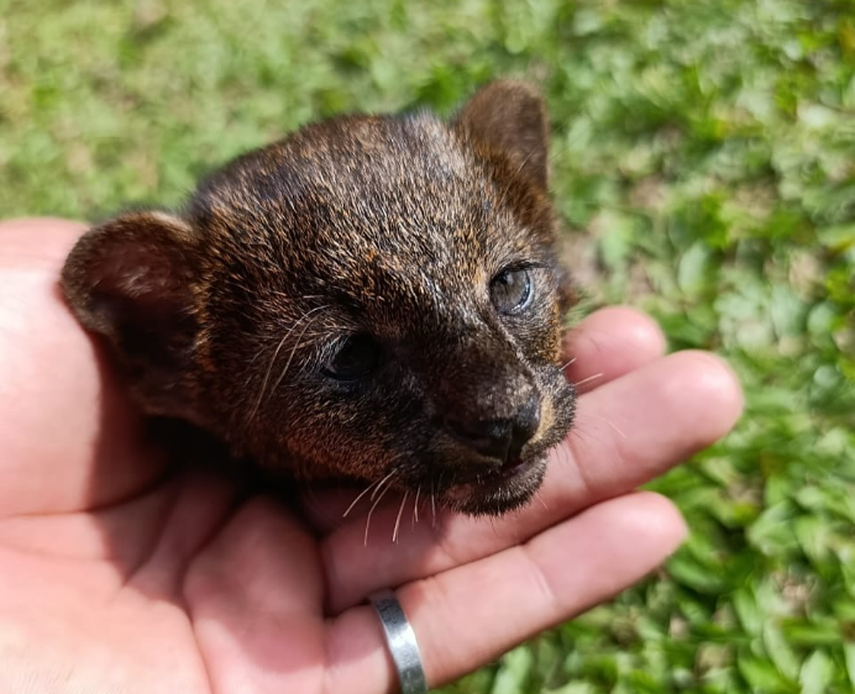 MiAmbiente rescata crías de yaguarundí en Bugaba