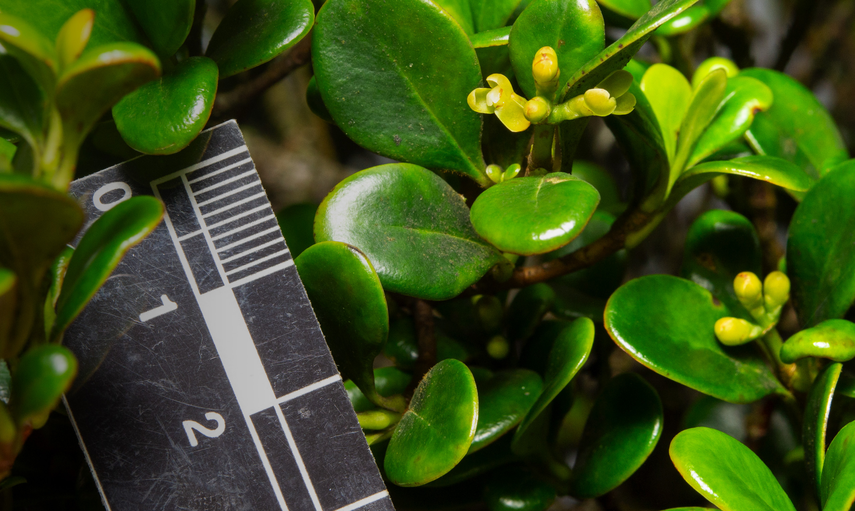 Hoja de la planta Clusia nanophylla.