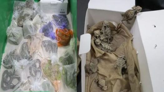 Los agentes encontraron los 52 reptiles vivos atados en pequeñas bolsas.