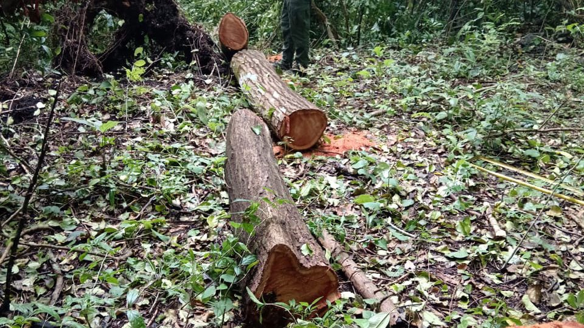 Falta de agua es ocasionado por tala de árbol Falta de agua es ocasionado por tala de árbol