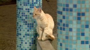 Autoridades académicas investigan caso de gatos muertos en la UP