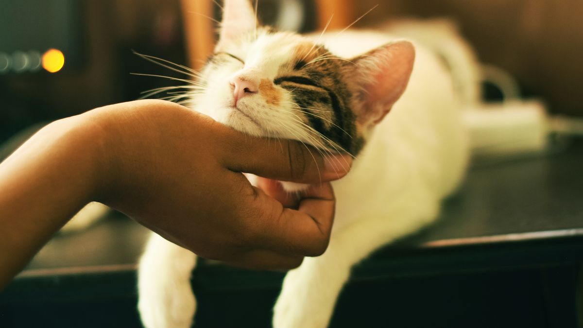 ¿Cuánto tiempo tardan los gatos en olvidar a sus dueños?