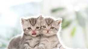 Los gatos
