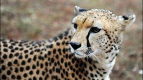 UICN finaliza congreso llamando a proteger biodiversidad