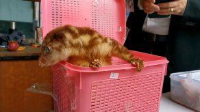 Detienen en aeropuerto de Tailandia a un hombre con 17 animales en sus maletas