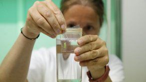 Expertos en Italia fertilizan óvulos de rinoceronte blanco