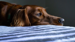 Tiempo en el que puedes dejar solo a tu perro en el hogar