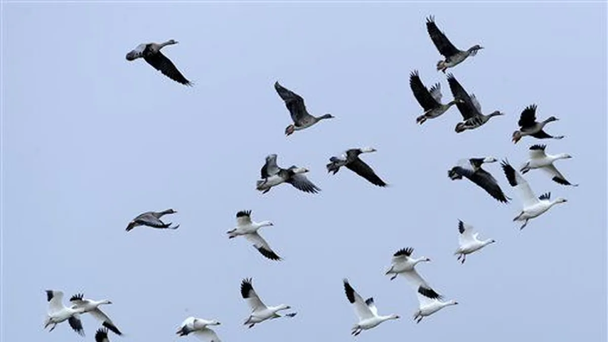 Aeropuerto de Tocumen alerta sobre el retorno anual de aves Aeropuerto de Tocumen alerta sobre el retorno anual de aves 