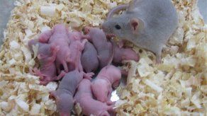 Científicos crean óvulos con células dérmicas