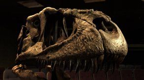 Descubren en Argentina nueva especie de dinosaurio de enorme cabeza y pequeños brazos