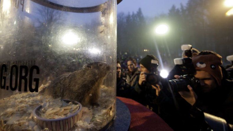 Marmota de Pennsylvania pronostica 6 semanas más de frío