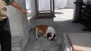 Hallan 2 perros con cocaína en sus vientres en Perú